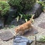 にゃんちゅうのサムネイル