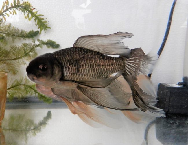 鉄魚 産卵スタート ゆとり沼てっちゃんクラブ | 魚取沼