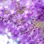画像 紫は尊い色のユーザープロフィール画像