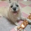 画像 愛犬をこよなく愛するアラフォー独身アイリストの日常のユーザープロフィール画像