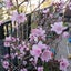himoyunopapanのサムネイル