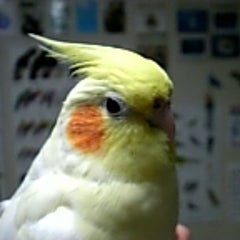 サルコのプロフィール