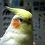 サルコのサムネイル