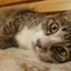画像 非営利ハピネスねこ譲渡会ABT「猫の手も借りたい」～小さな命の未来への道作り～のユーザープロフィール画像
