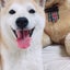 stmのサムネイル