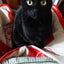 画像 箱入お嬢の黒猫クロとの日々の暮らし♪のユーザープロフィール画像