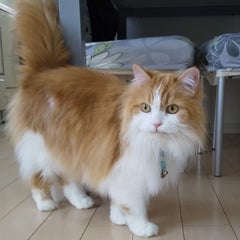 鮎釣りぢぢのプロフィール