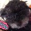 くろわんこのサムネイル