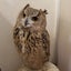おじゃる丸(´ฅωฅ‵๑)のサムネイル