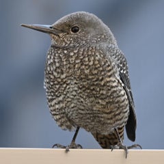 いそひよのプロフィール