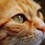 画像 【まるねこブログ】まるっと猫（ねこ）ろんで青空を見上げるのユーザープロフィール画像