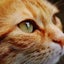 まるねこのサムネイル