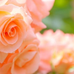 毬杏(まり)のプロフィール