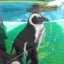 inukoのサムネイル