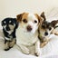 画像 ロサンゼルスの犬屋敷2のユーザープロフィール画像