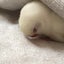 ことりとごはんのサムネイル