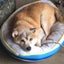 画像 癒しのシニア柴犬のユーザープロフィール画像