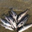 画像 いわきの海で美味しい魚を釣るのユーザープロフィール画像