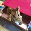 お母ちゃんのサムネイル