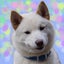 ☆*:.｡. シロまーちゃん .｡.:*☆のサムネイル