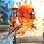 画像 猫と金魚と鉄魚と錦鯉のユーザープロフィール画像