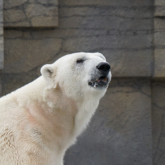 Polarのプロフィール