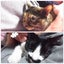 てんてんのサムネイル