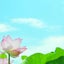  suiren_61のサムネイル