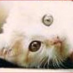 aigoのプロフィール
