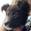 画像 ミックス犬   麦   (ボーダーコリー×シェトランドシープドック✖︎チワワ)のユーザープロフィール画像