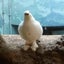 毒うさぎのサムネイル