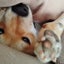画像 柴犬颯太のいる暮らしのユーザープロフィール画像