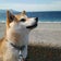 柴犬伊太郎のブログ