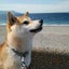 画像 柴犬伊太郎のブログのユーザープロフィール画像
