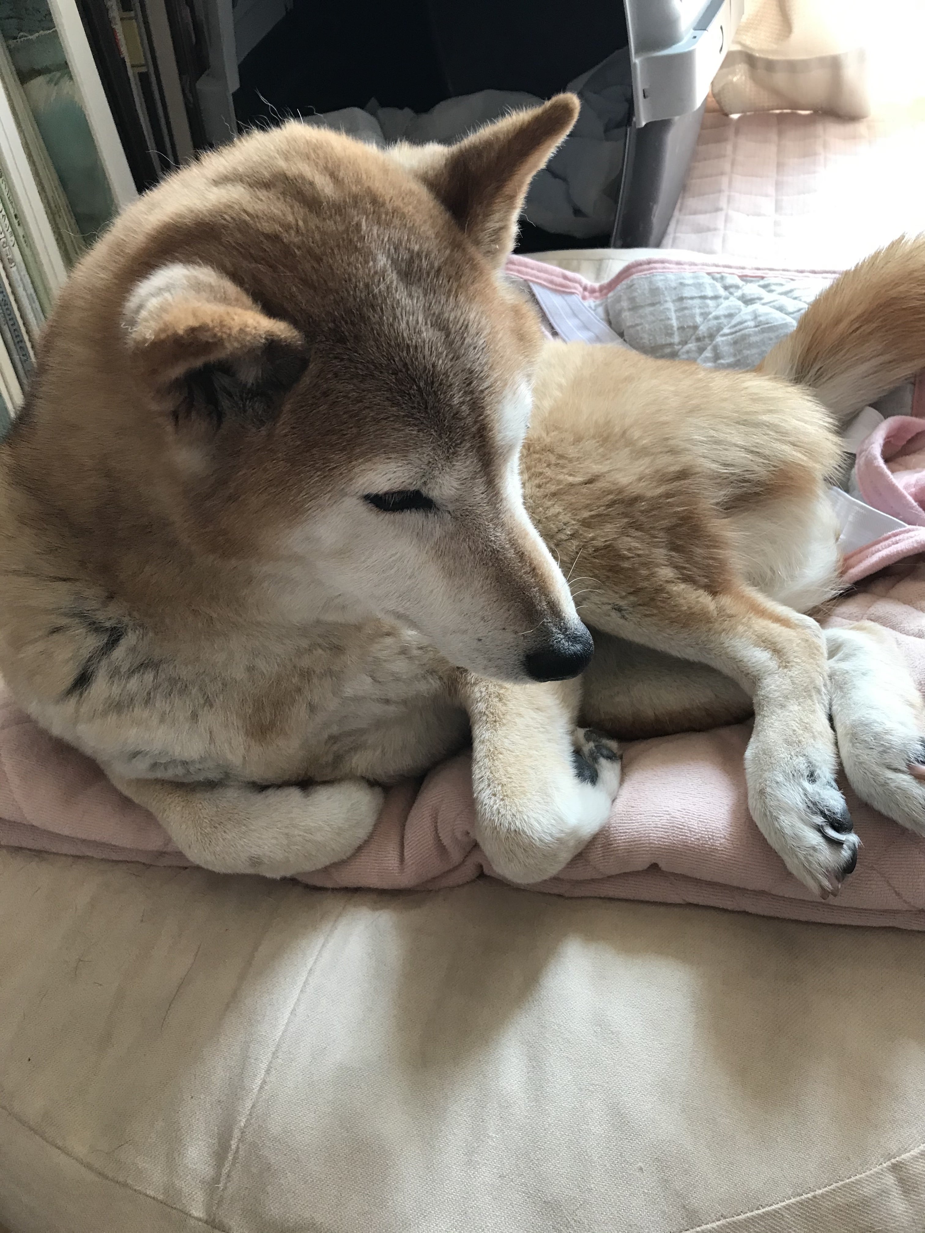 志村どうぶつ園 は I Loveみんなのどうぶつ園 に 動物に癒され 逃避する日本人 めざせ アジアのパラダイス