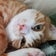 我が家に猫が来た