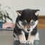 豆柴がいる暮らし / Life with Mameshibaのサムネイル