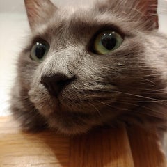 チビタのプロフィール