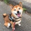 画像 inumasa ～愛犬にしてあげられるコトのひとつとして～のユーザープロフィール画像
