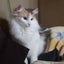 画像 ノルウェージャンフォレスト猫舎「うちの猫は宝石～TOUT　ECRIN(トゥエクラン)」のユーザープロフィール画像
