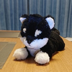enjoy-my-lifeのプロフィール