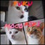 さき(´・ω・｀)にゃんのサムネイル