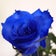 ホメオパシー鹿児島☆　Blue Rose　☆　Homeopathy in Kagoshima　☆