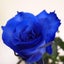 画像 ホメオパシー鹿児島☆　Blue Rose　☆　Homeopathy in Kagoshima　☆のユーザープロフィール画像