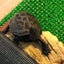 kokokurasiのサムネイル