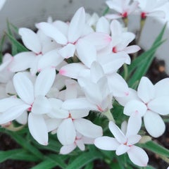 みーこ☆のプロフィール
