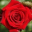 画像 聖なる薔薇の泉のブログのユーザープロフィール画像