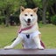 画像 柴犬マイアのブログのユーザープロフィール画像