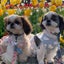 画像 愛犬シーズー犬ダルとかぼすとの暮らしのユーザープロフィール画像