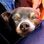 sat-ooo-minのサムネイル